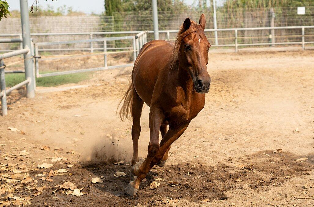 חוות הסוסים - נווה בר - מלון בוטיק בכפר 89158