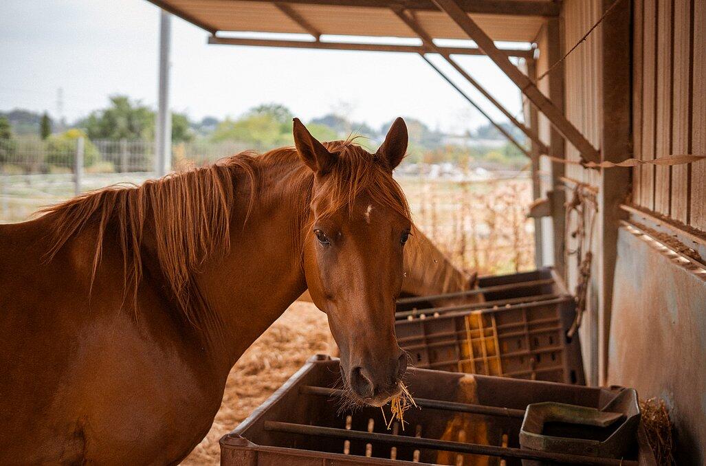 חוות הסוסים - נווה בר - מלון בוטיק בכפר 89156