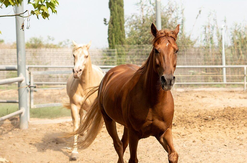 חוות הסוסים - נווה בר - מלון בוטיק בכפר 89159