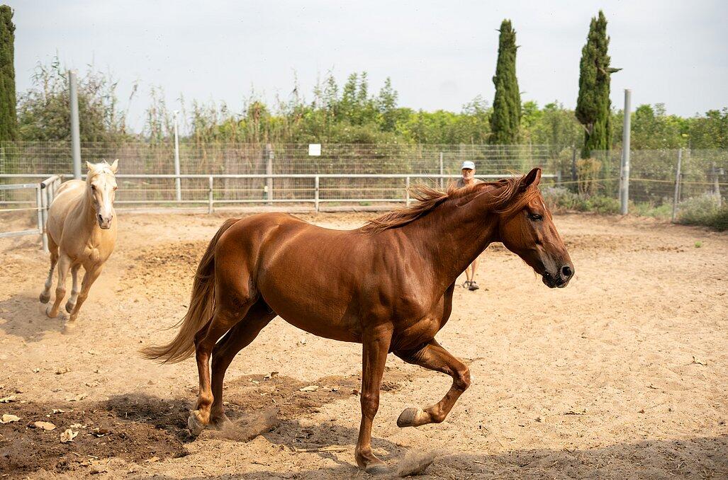 חוות הסוסים - נווה בר - מלון בוטיק בכפר 89157